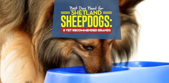 Top Best Dog Food for Shetland Sheepdogs