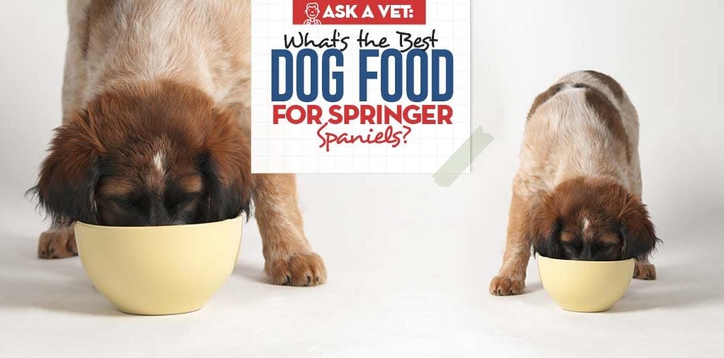 Top Best Dog Food for Springer Spaniels