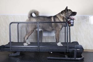 Top Best Dog Treadmill for Dogs Recovery and Exercise