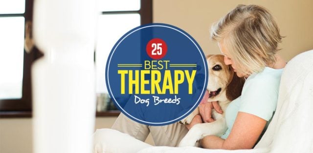 Top Best Therapy Dog Breeds List