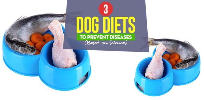 Top Dog Food Diets to Prevent Diseases