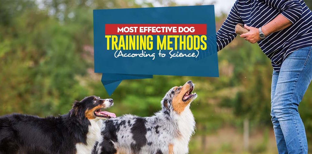 Top Most Effective Dog Training Methods According to Science