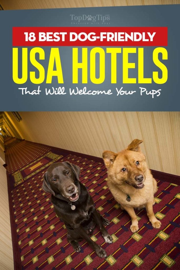 Top Rated 18 Best Dog-Friendly USA Hotels