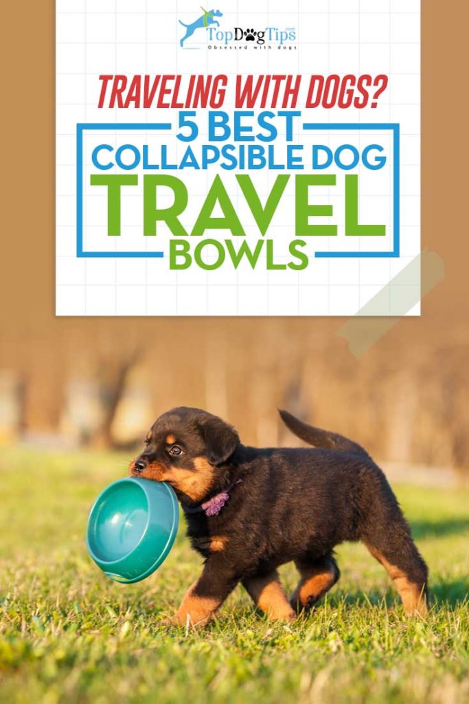 Top Rated Best Collapsible Dog Bowls