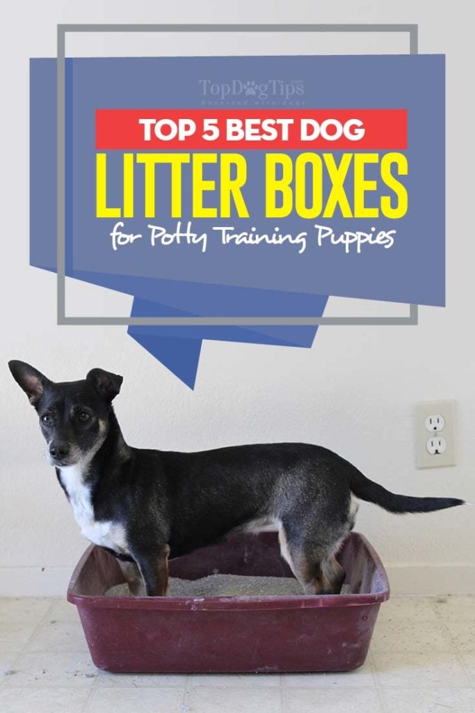 Top Rated Dog Litter Boxes for Potty Training