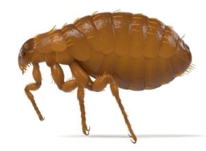 What Dangers do Fleas Pose to Your Dog?