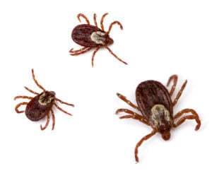 What do ticks look like