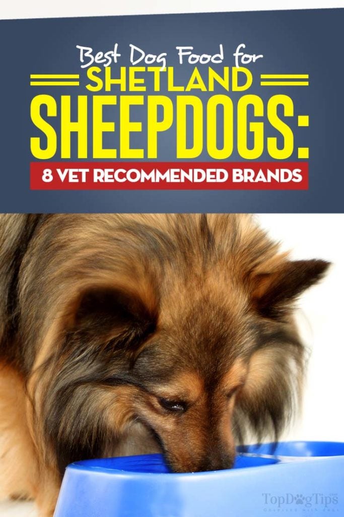 Vet Recommended Best Dog Food for Shetland Sheepdogs