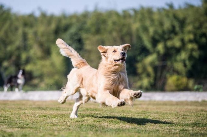 We Finally Have Treatment for Duchenne Muscular Dystrophy in Dogs