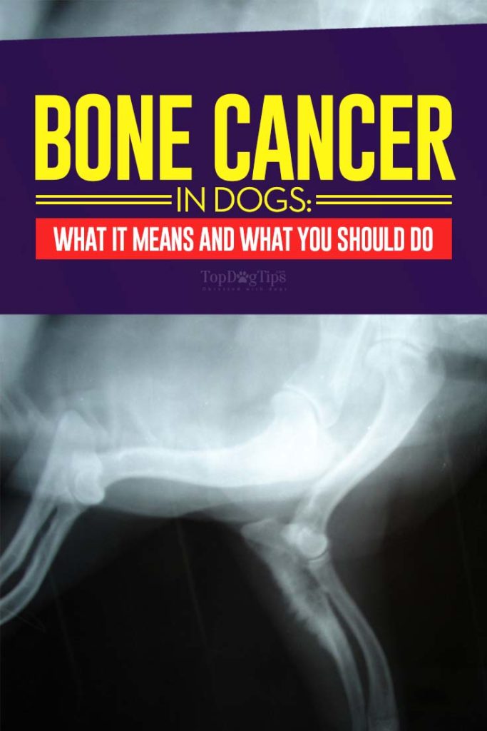 What Is Bone Cancer in Dogs