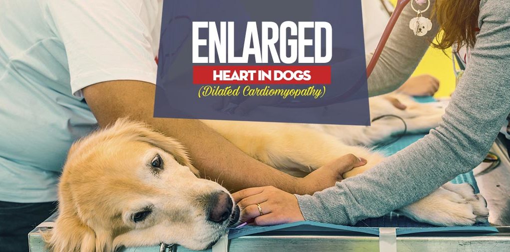 What Is Enlarged Heart in Dogs (Dilated Cardiomyopathy)