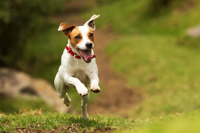 You Can Now Find Out If Your Dog Has ADHD