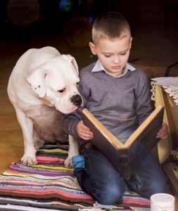 Young Boy Reading Book to His Dog American Bulldog