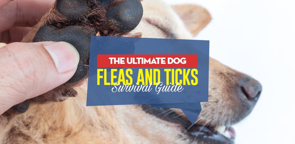 Your Dog Fleas and Ticks Survival Guide