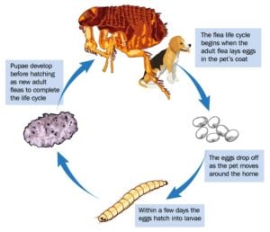 Lifecycle of a flea