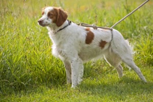 how to choose the right dog leash