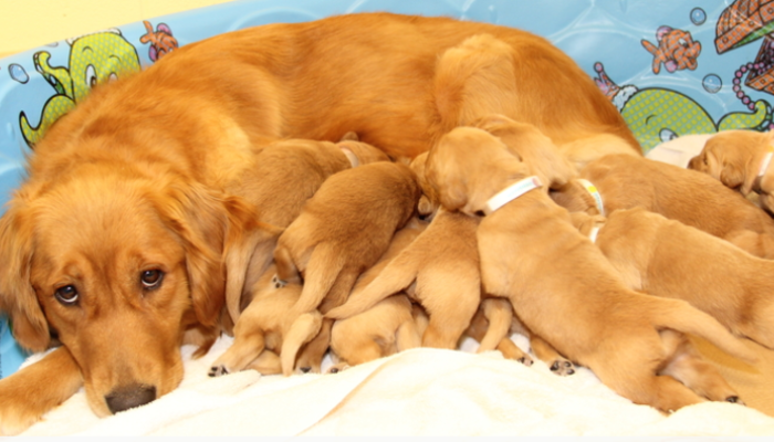 mothering featured breastfeeding pups