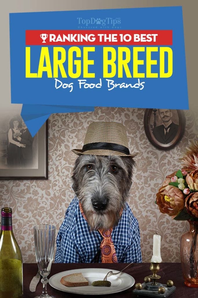 10 Best Dog Foods for Large Breeds