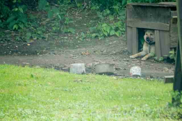 WATCH: Dog Chained For First 3 Years of Life Runs for the First Time