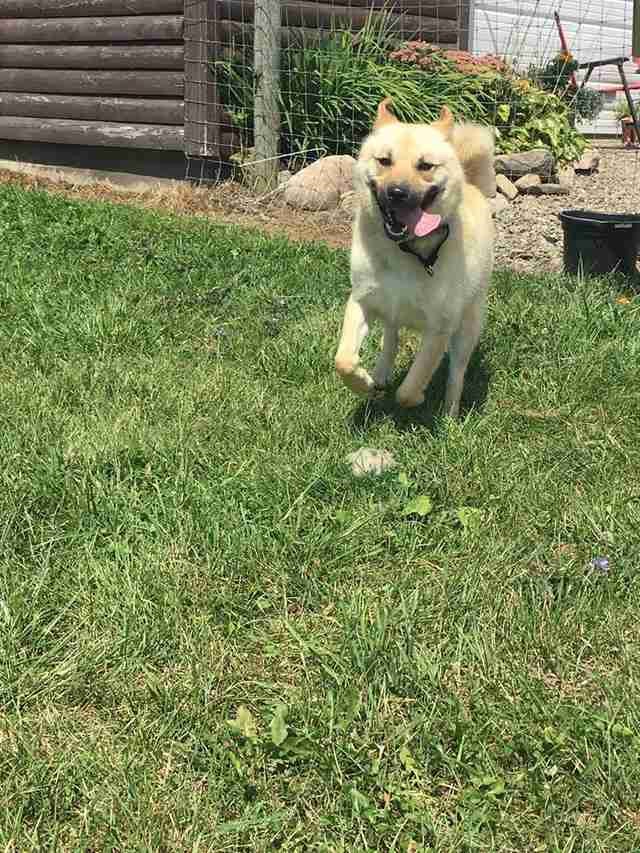 WATCH: Dog Chained For First 3 Years of Life Runs for the First Time