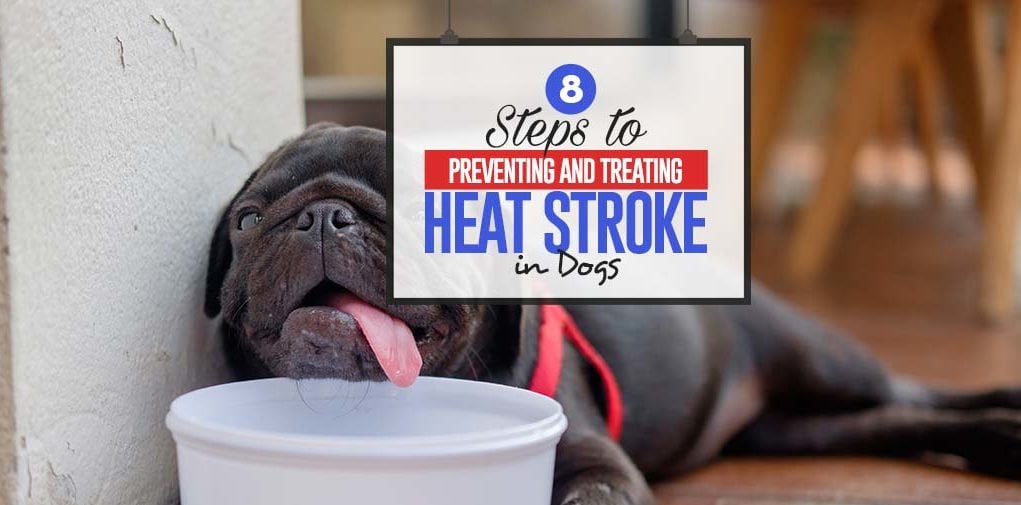 All the Steps to Preventing and Treating Heat Stroke in Dogs