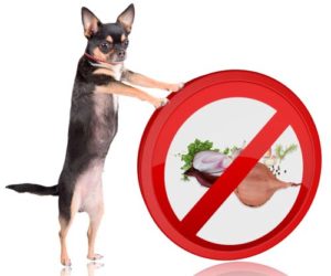 Are onions bad for dogs