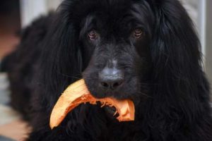 Are pumpkin seeds bad for dogs