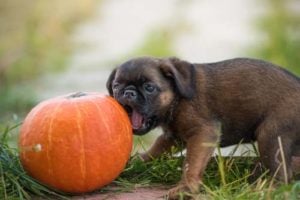 Are pumpkin seeds good for dogs