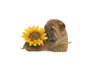 Are sunflower seeds bad for dogs