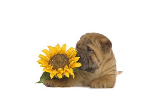 Are sunflower seeds bad for dogs