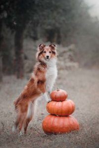 Benefits of feeding dogs pumpkin