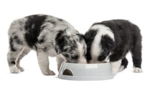 The Best Canned Puppy Food