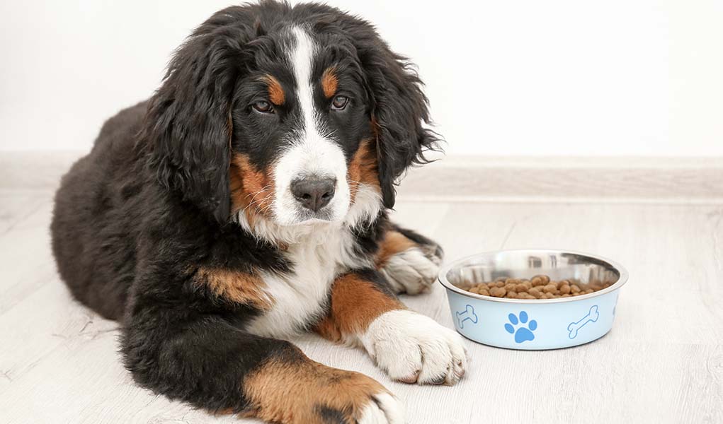 Bernese Mountain Dog