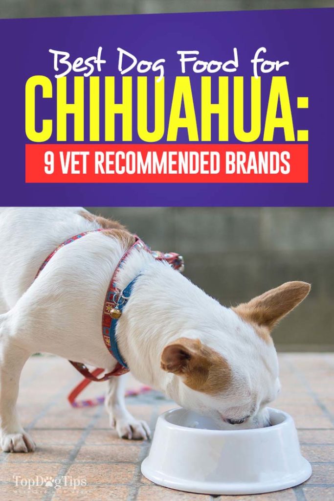 Best Dog Food for Chihuahua - Top Vet Recommended Brands