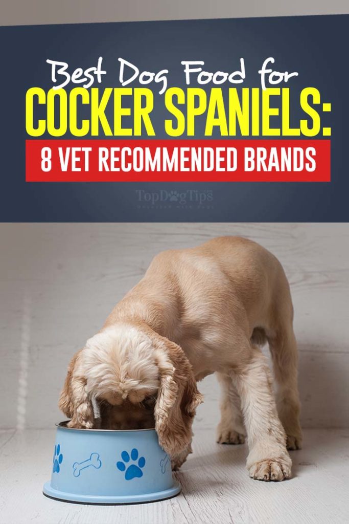 Best Dog Food for Cocker Spaniels - Top Vet Recommended Brands