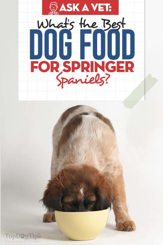 Best Dog Food for Springer Spaniels (Vet Recommended)