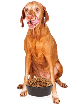 Viszla in front of dog bowl full of kibble