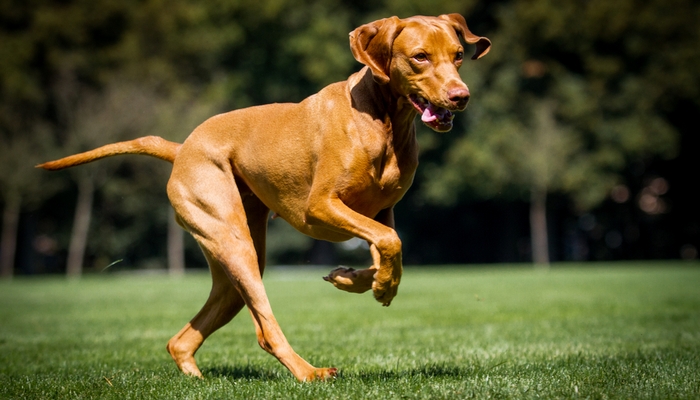 Brown Vizsla playing and jumping on a lawn