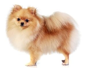 Pomeranian - Best Therapy Dog Breeds