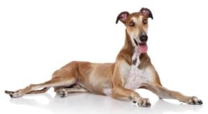 Italian Greyhound - Best Therapy Dog Breeds