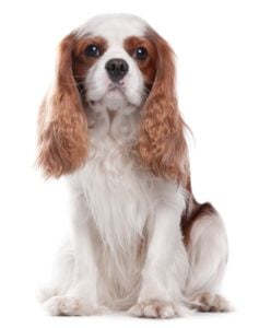 Cavalier King Charles Spaniel - Best Therapy Dog Breeds