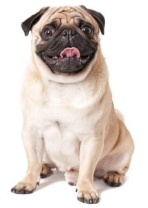 Pug - Best Therapy Dog Breeds