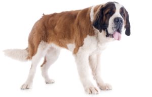 Saint Bernard - Best Therapy Dog Breeds