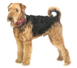 Airedale Terrier - Best Therapy Dog Breeds