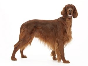 Irish Setter - Best Therapy Dog Breeds