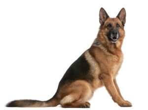 German Shepherd - Best Therapy Dog Breeds