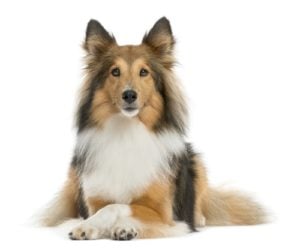  Shetland Sheepdog - Best Therapy Dog Breeds