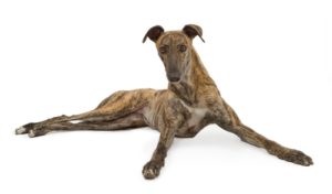 Greyhound - Best Therapy Dog Breeds