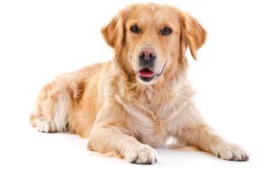 Golden Retriever - Best Therapy Dog Breeds