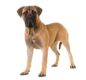 Bullmastiff - Best Therapy Dog Breeds